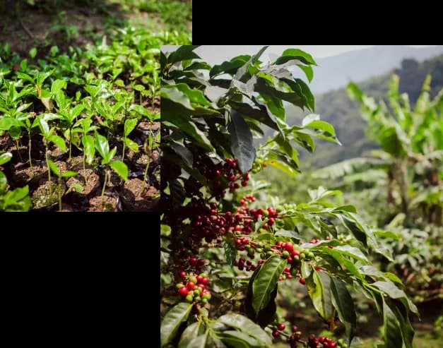 Kávové plantáže